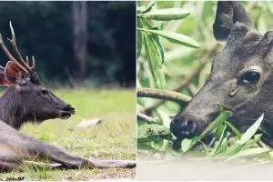 Kebun binatang di Bandung bakal potong rusa untuk makanan macan