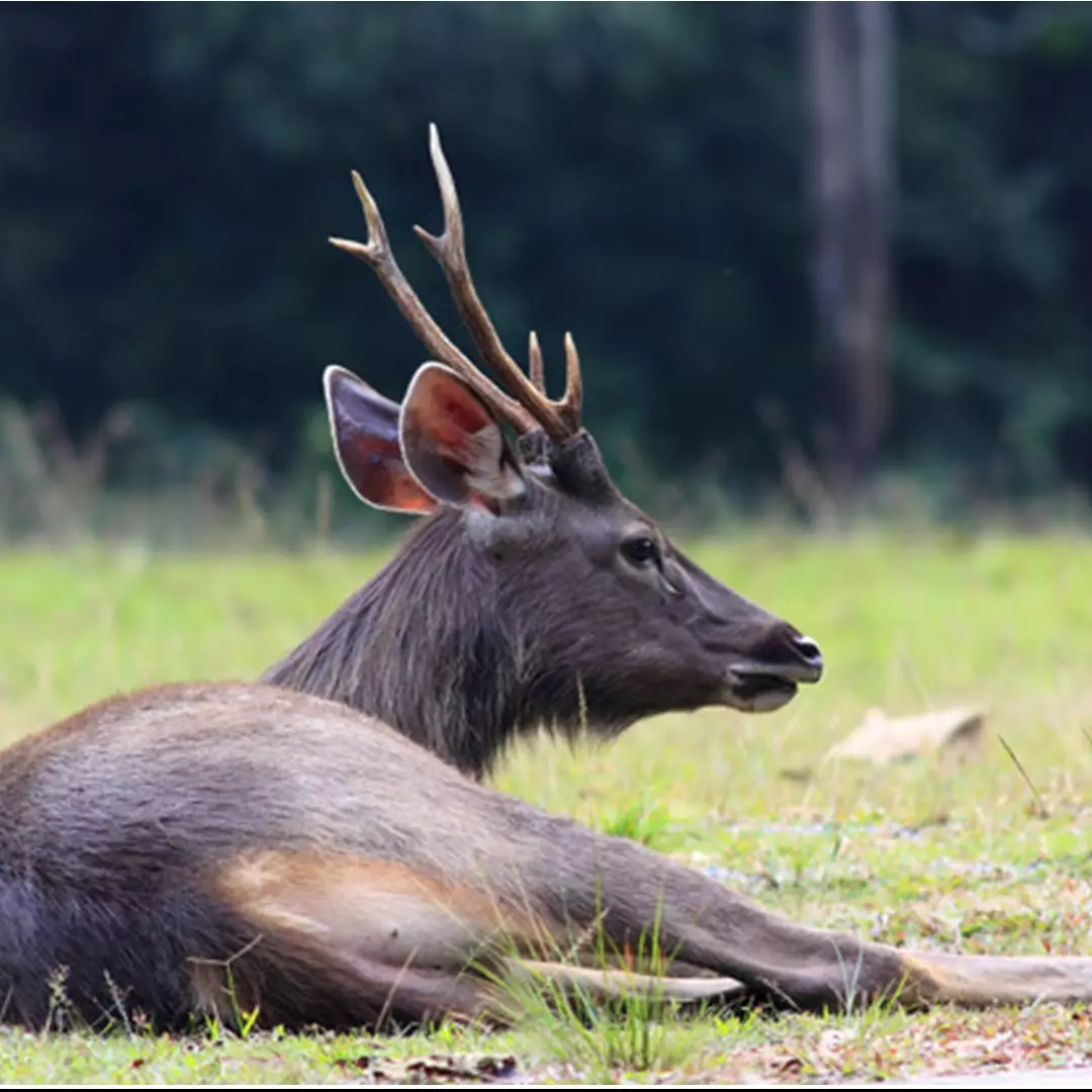 Kebun binatang di Bandung bakal potong rusa untuk makanan macan