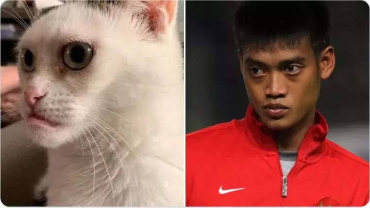 Cocoklogi tingkah seleb dengan kucing Twitter/@gudsluks Cocoklogi tingkah seleb dengan kucing Twitter/@gudsluks