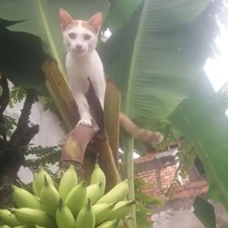 10 Cocoklogi tingkah seleb dengan kucing ini usilnya kebangetan