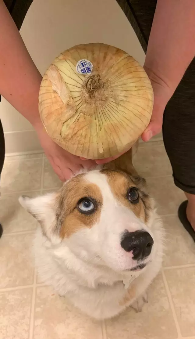 Potret sayuran dan buah besar  Berbagai sumber  Potret sayuran dan buah besar  Berbagai sumber