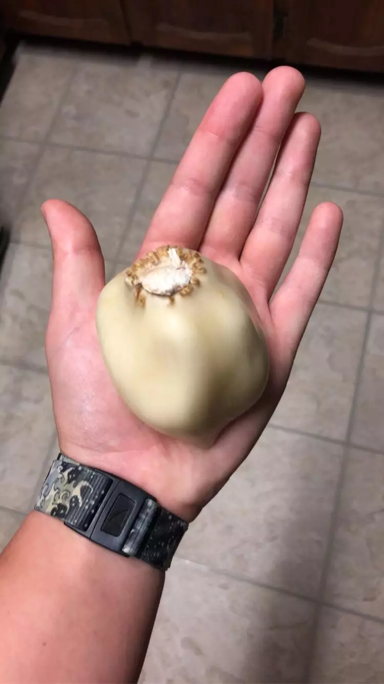 Potret sayuran dan buah besar  Berbagai sumber  Potret sayuran dan buah besar  Berbagai sumber