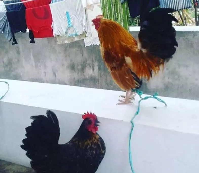 rumah Kekeyi berbagai sumber 