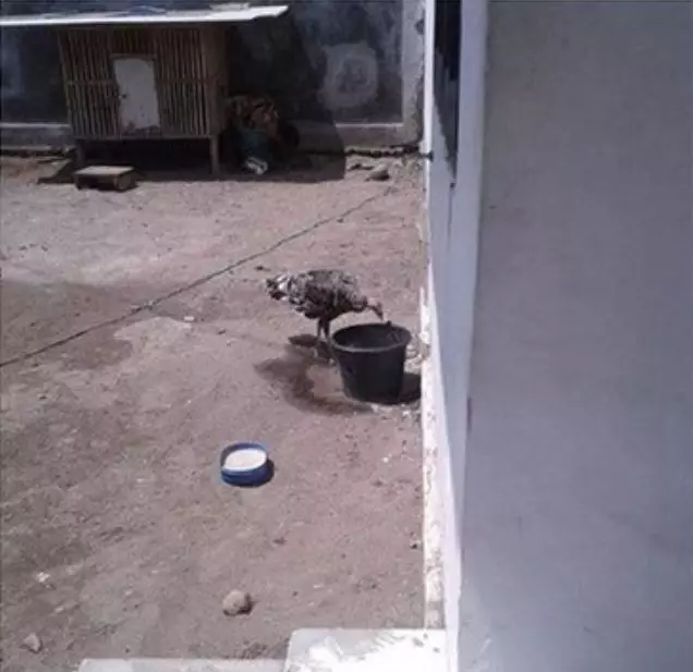 rumah Kekeyi berbagai sumber 