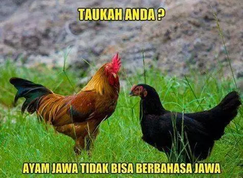meme lucu ayam berbagai sumber meme lucu ayam berbagai sumber