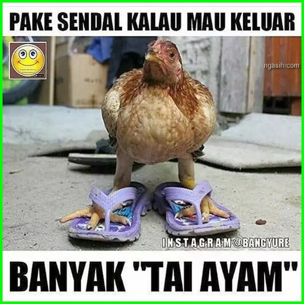 meme lucu ayam berbagai sumber meme lucu ayam berbagai sumber