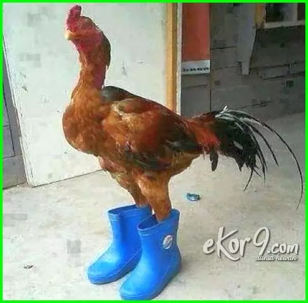 meme lucu ayam berbagai sumber meme lucu ayam berbagai sumber