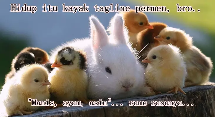 meme lucu ayam berbagai sumber meme lucu ayam berbagai sumber