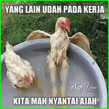 meme lucu ayam berbagai sumber meme lucu ayam berbagai sumber