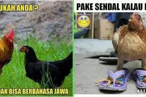 10 Meme lucu ayam ini bikin ketawa kesel