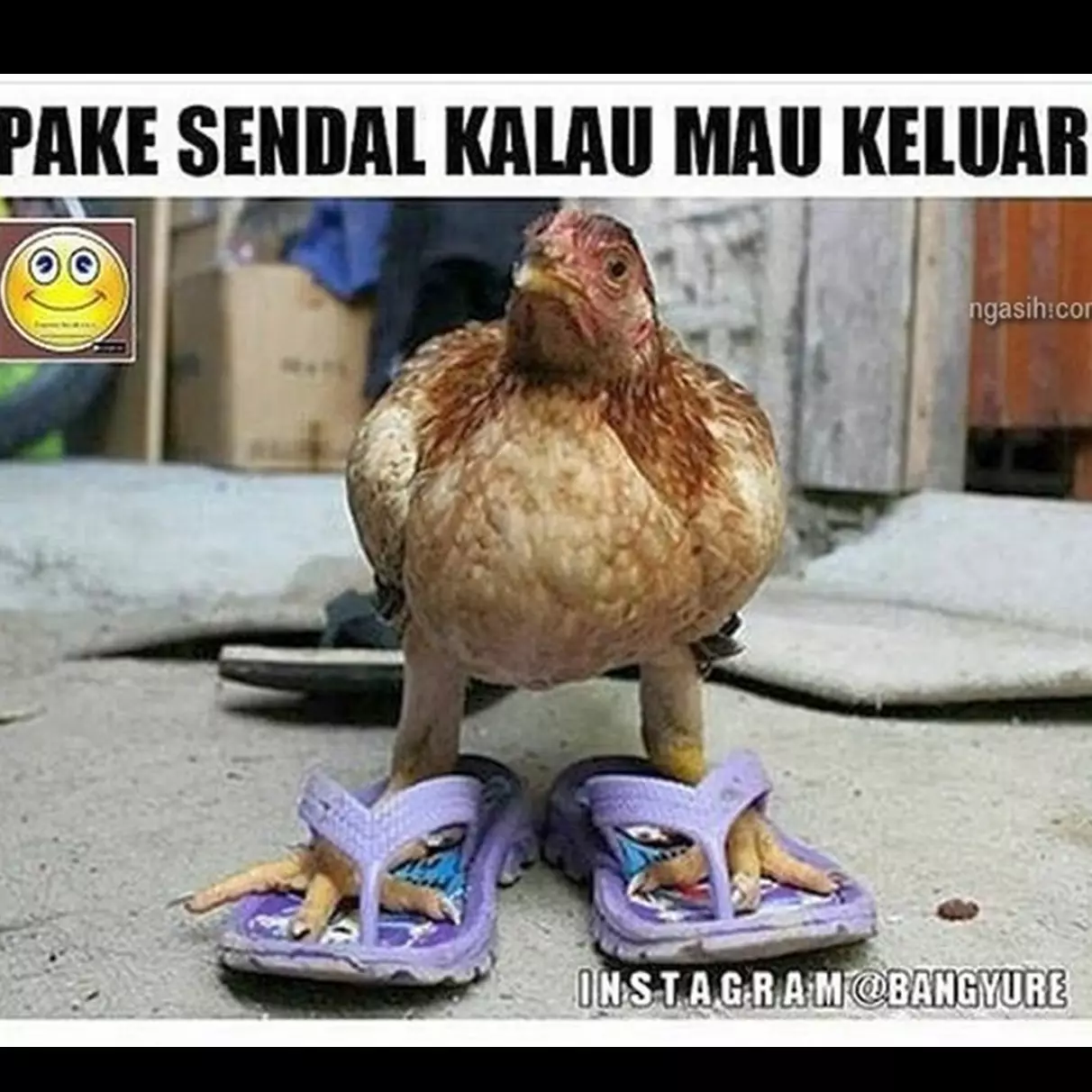 10 Meme lucu ayam ini bikin ketawa kesel