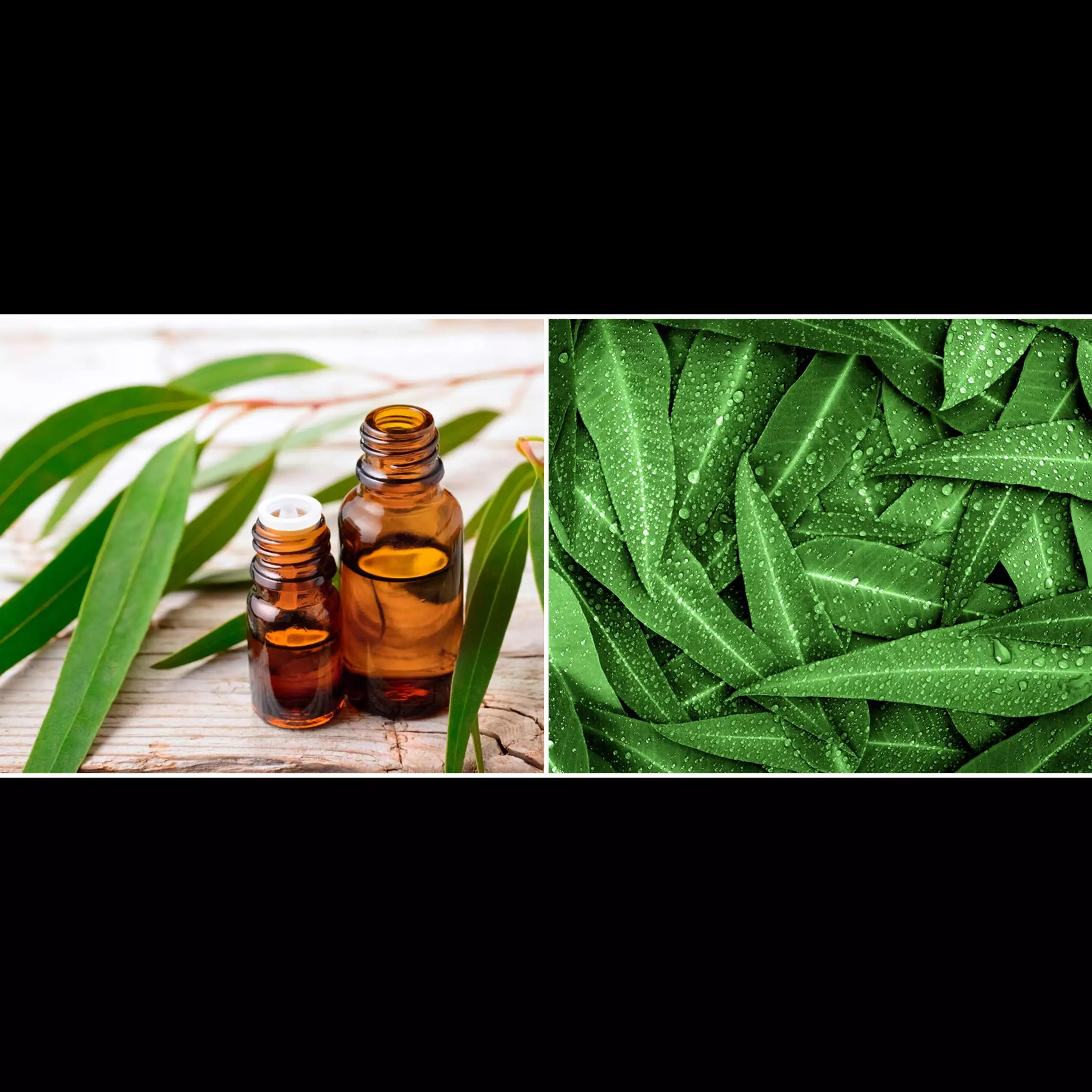 4 Fakta potensi eucalyptus jadi antivirus corona, bisa bunuh H5N1