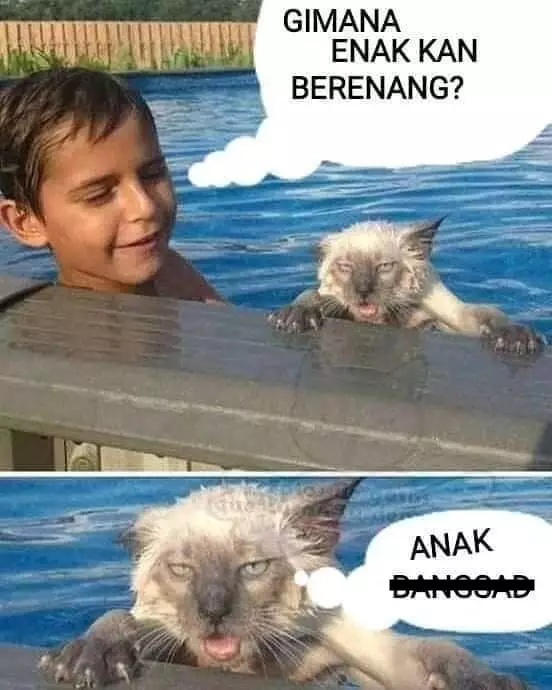 meme kucing kasihan berbagai sumber