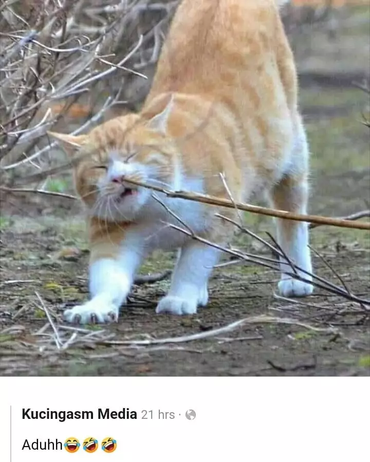 meme kucing kasihan berbagai sumber