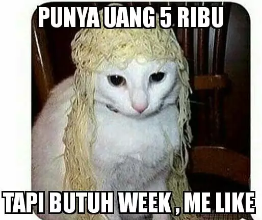 meme kucing kasihan berbagai sumber