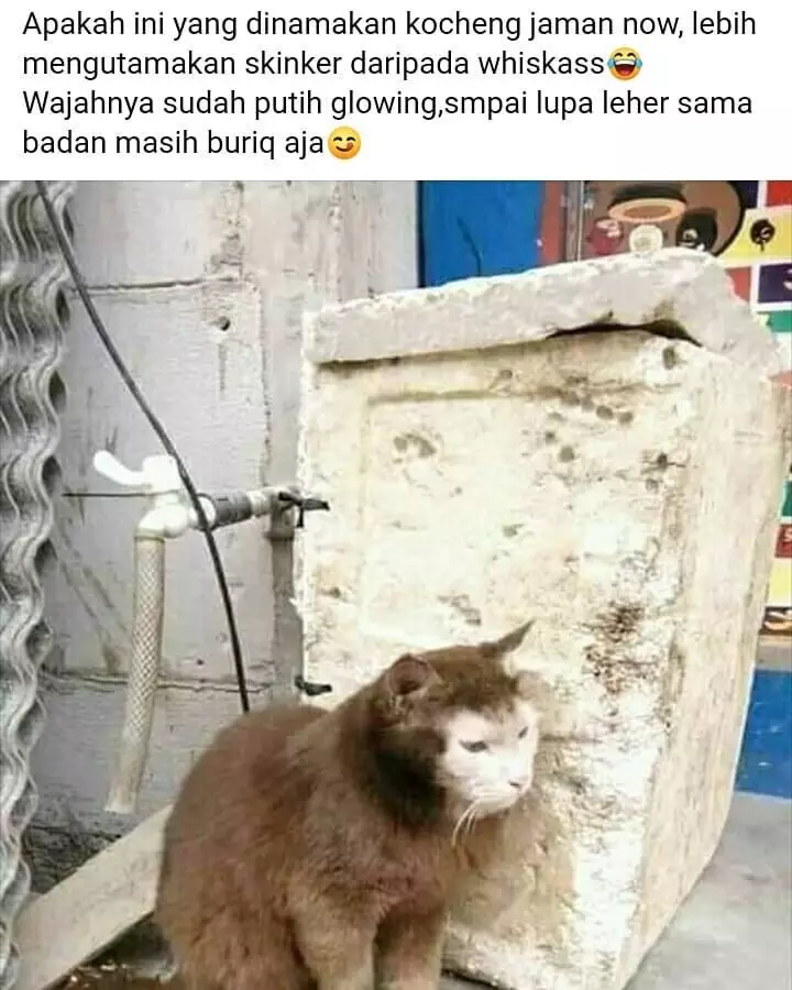 meme kucing kasihan berbagai sumber