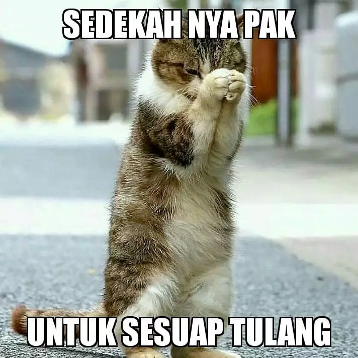meme kucing kasihan berbagai sumber