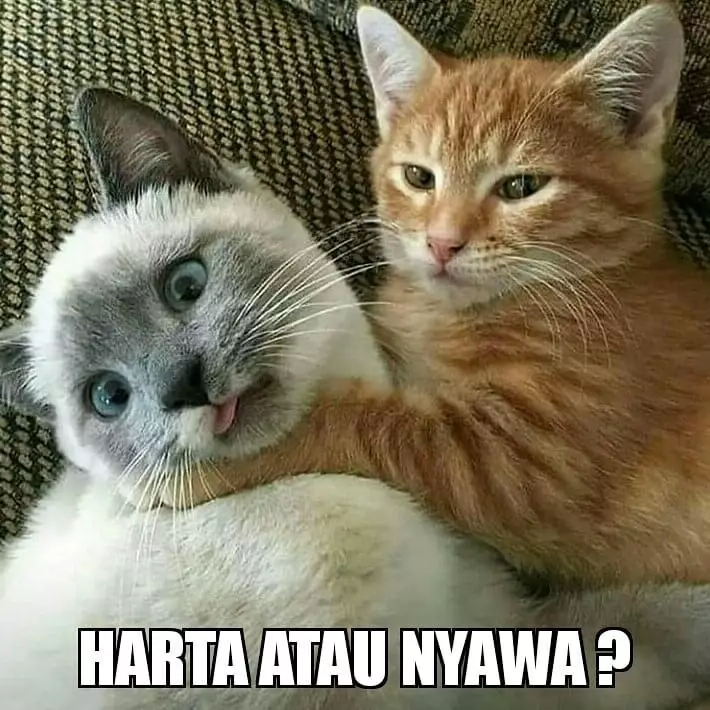 meme kucing kasihan berbagai sumber