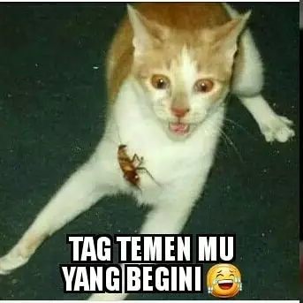 meme kucing kasihan berbagai sumber