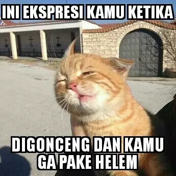 meme kucing kasihan berbagai sumber