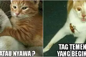 10 Meme lucu kucing lagi sial ini bikin pengen ketawa tapi kasian