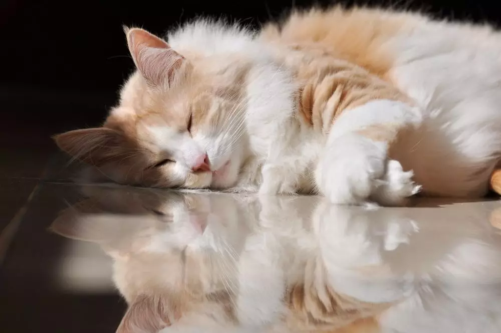 kucing berbagai sumber