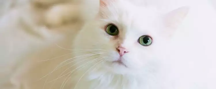Kisah kucing peliharaan Nabi Muhammad dan keistimewaannya dalam Islam