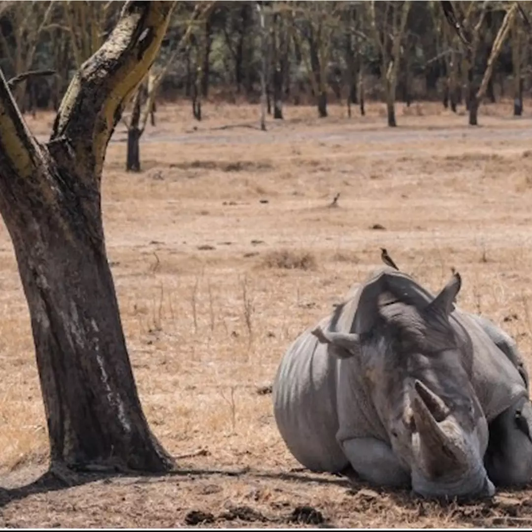 Pandemi corona picu peningkatan perburuan satwa liar