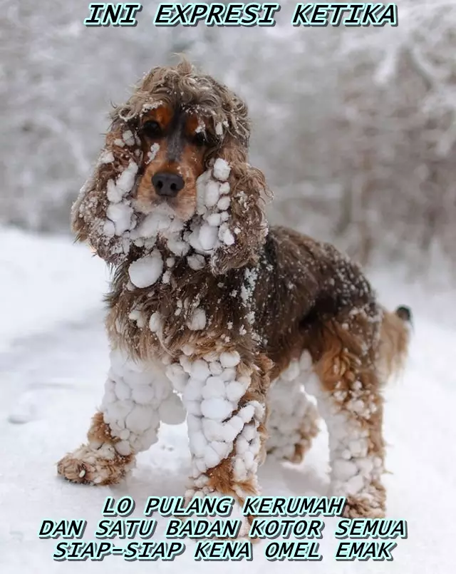 meme anjing kena sial berbagai sumber meme anjing kena sial berbagai sumber