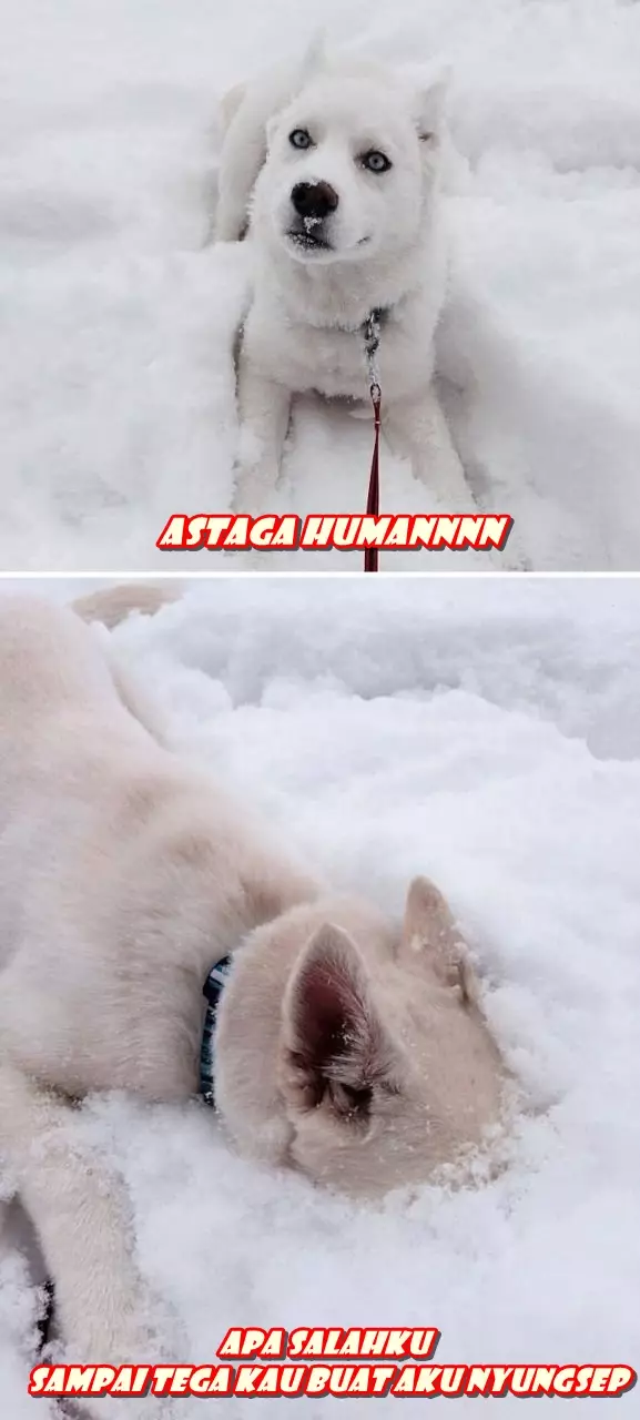 meme anjing kena sial berbagai sumber meme anjing kena sial berbagai sumber