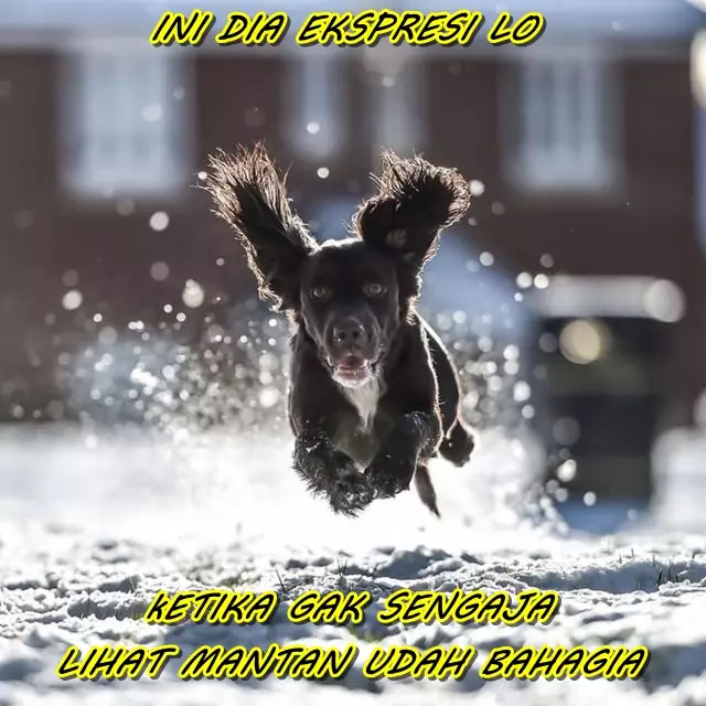 meme anjing kena sial berbagai sumber meme anjing kena sial berbagai sumber