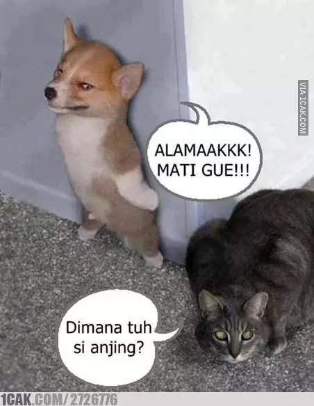 meme anjing kena sial berbagai sumber meme anjing kena sial berbagai sumber