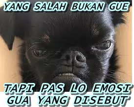 meme anjing kena sial berbagai sumber meme anjing kena sial berbagai sumber