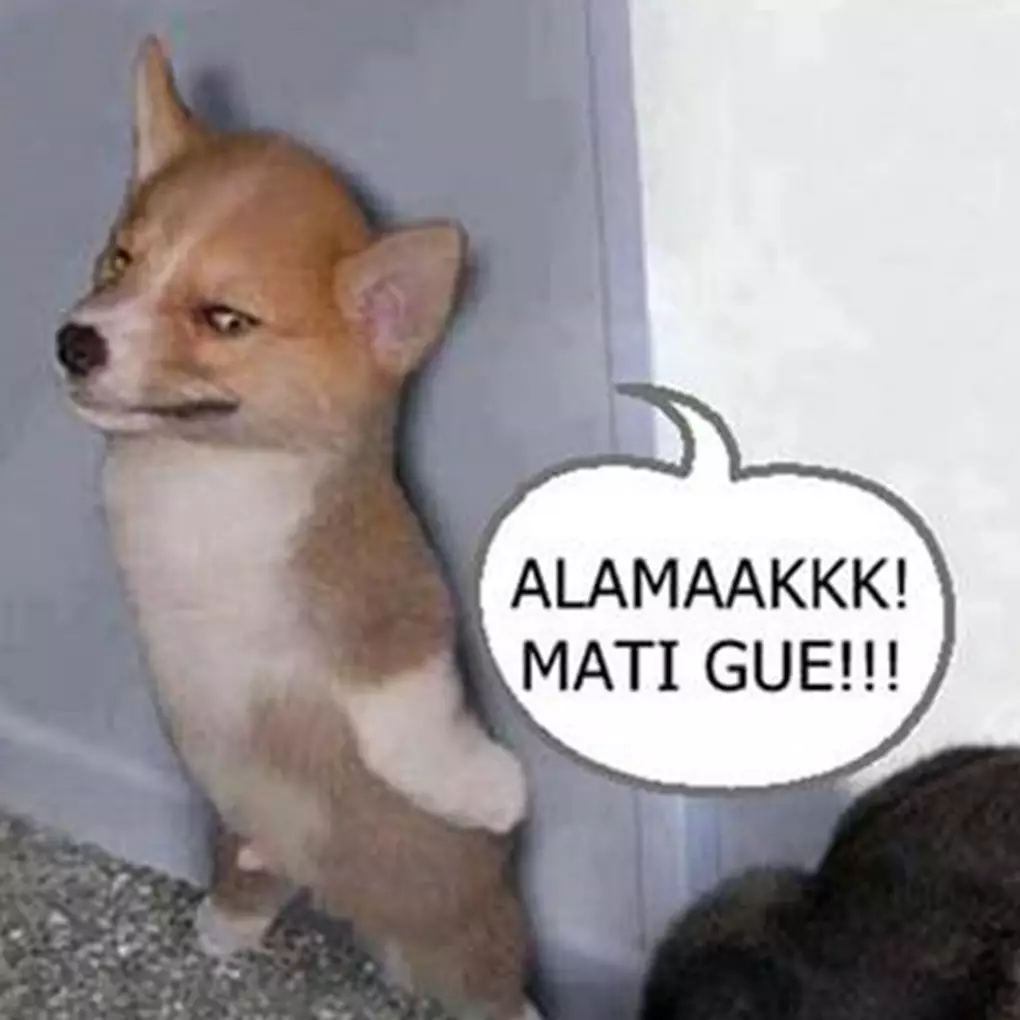 10 Meme anjing lagi sial, kasihan tapi lucu