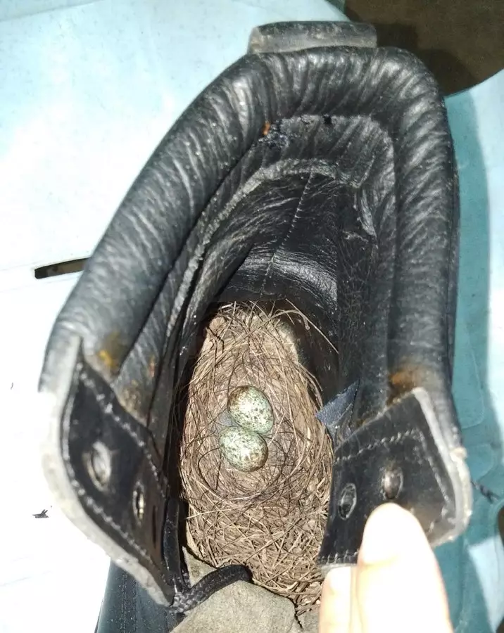 seorang pria temukan sarang burung di sepatu twitter