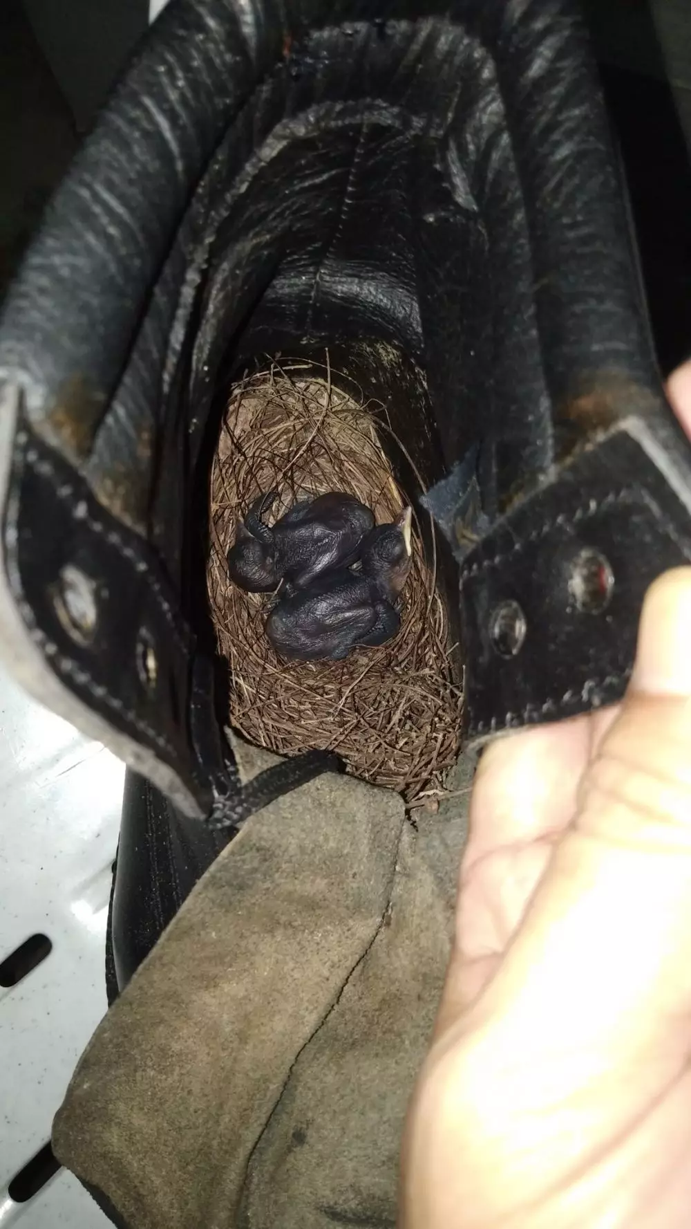 seorang pria temukan sarang burung di sepatu twitter