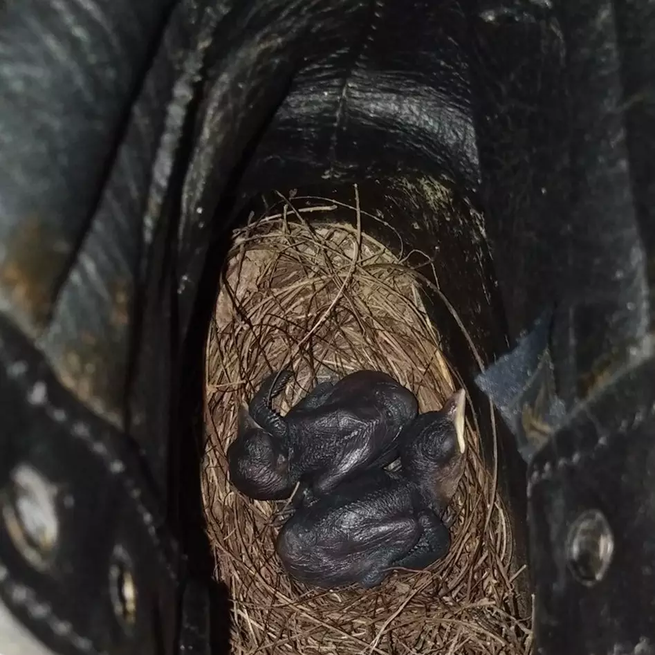 Tak dipakai selama lockdown, sepatu pria ini jadi sarang burung
