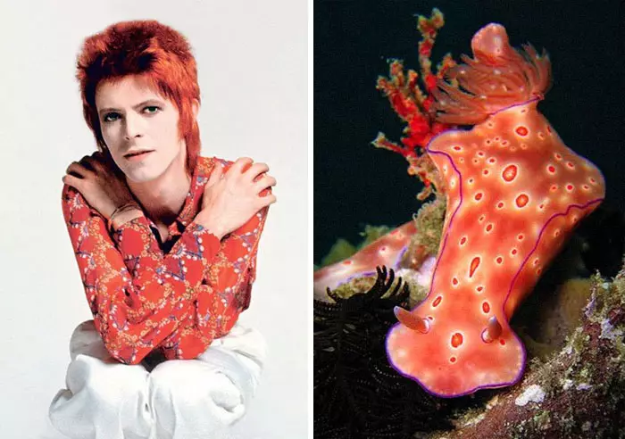 Potret David Bowie mirip siput laut bowiebranchia
