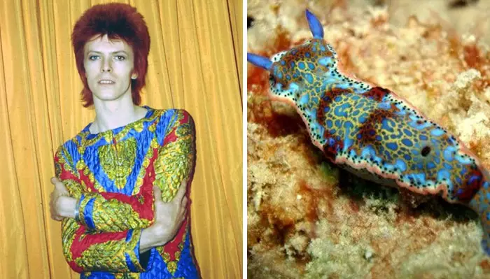 Potret David Bowie mirip siput laut bowiebranchia
