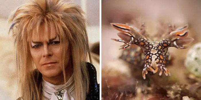Potret David Bowie mirip siput laut bowiebranchia