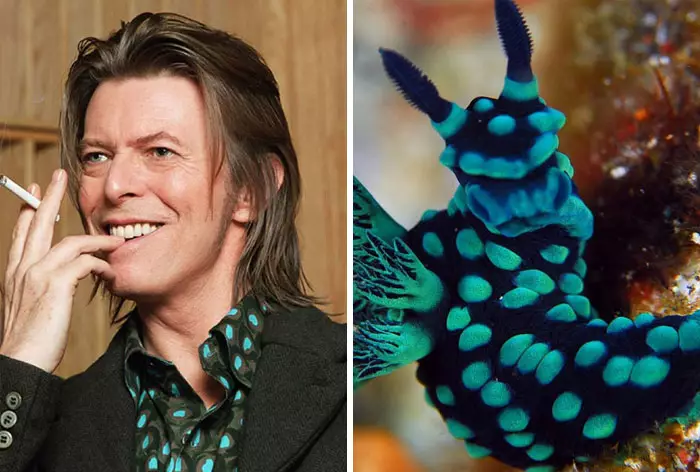 Potret David Bowie mirip siput laut bowiebranchia