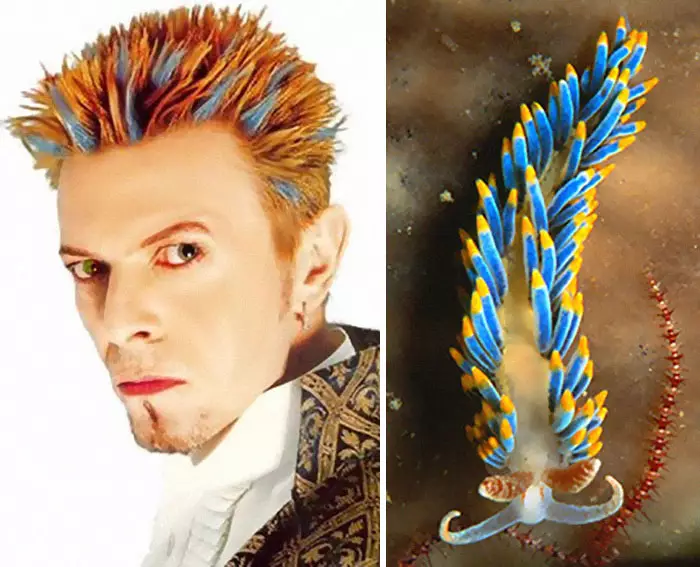 Potret David Bowie mirip siput laut bowiebranchia