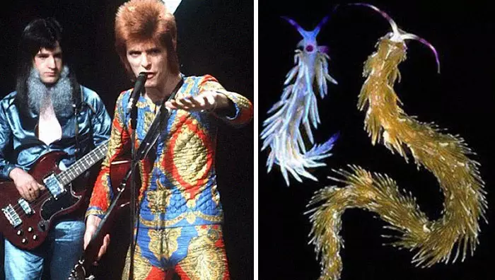 Potret David Bowie mirip siput laut bowiebranchia