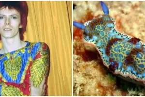 15 Potret David Bowie mirip siput laut, gayanya ikonik