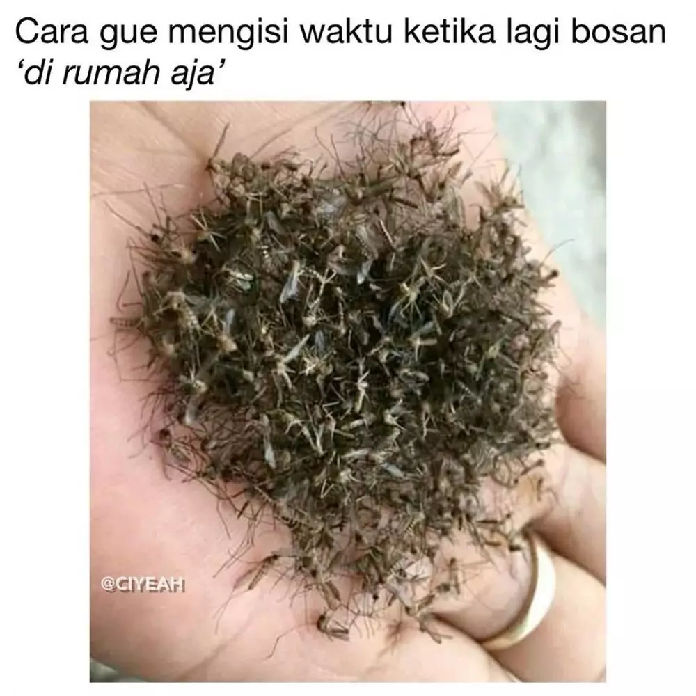 tingkah absurd karantina berbagai sumber