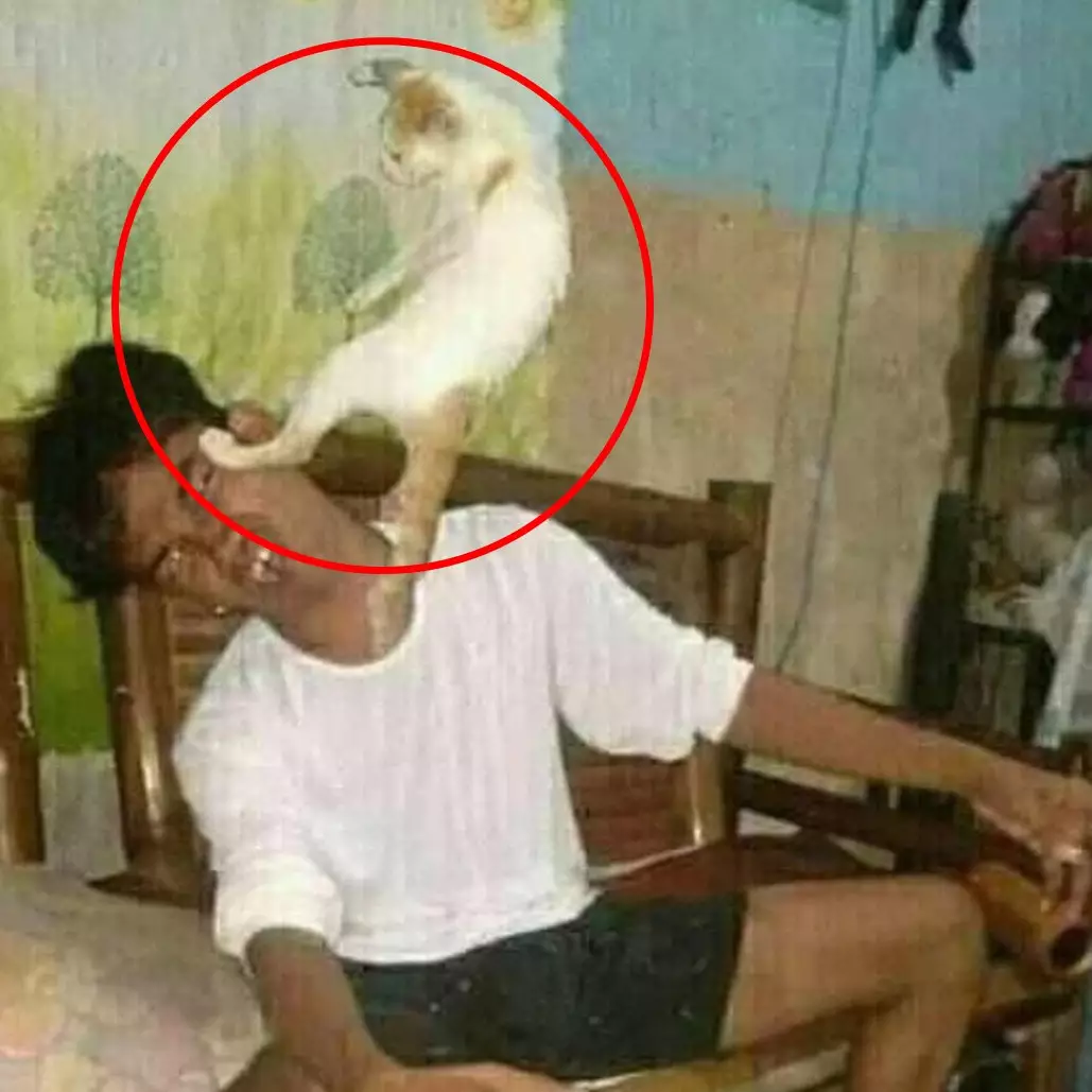 10 Momen apes gara-gara kucing ini bikin geli-geli jengkel