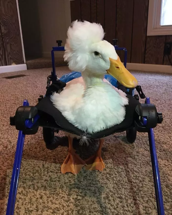 Potret bebek punya bulu seperti wig boredpanda