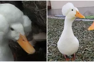 10 Potret bebek jika punya bulu seperti wig, unik