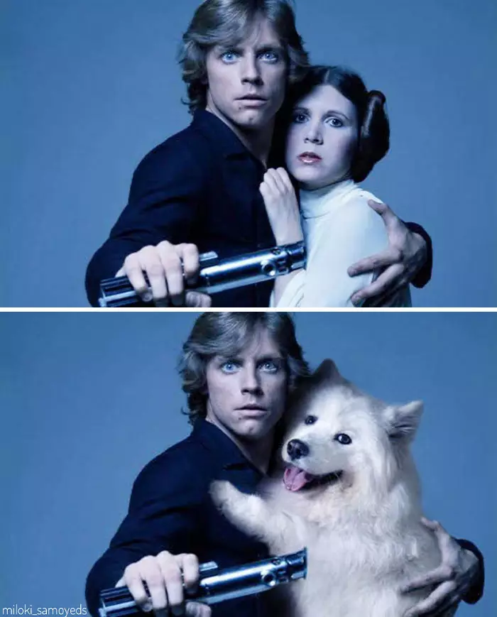 Potret adegan film tokohnya diubah anjing Instagram/@miloki_samoyeds