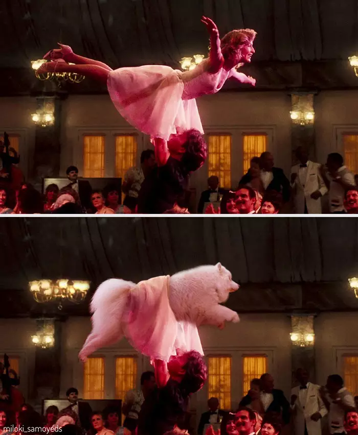 Potret adegan film tokohnya diubah anjing Instagram/@miloki_samoyeds